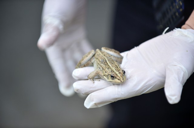 En el condado Ayd?nc?k de Mersin, Turquía, se estableció un centro para la cría de ranas, que es un alimento popular en varios países del mundo, en especial en las cocinas europeas. En un principio la iniciativa contó con 300 ranas, capturadas de diferentes partes de Turquía, que rápidamente se reprodujeron hasta llegar a 1.500. ( Sezgin Pancar - AA )