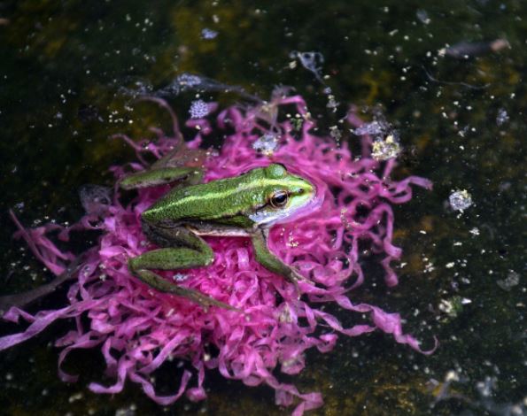 Exportación de ranas, un negocio lucrativo (FOTOS)