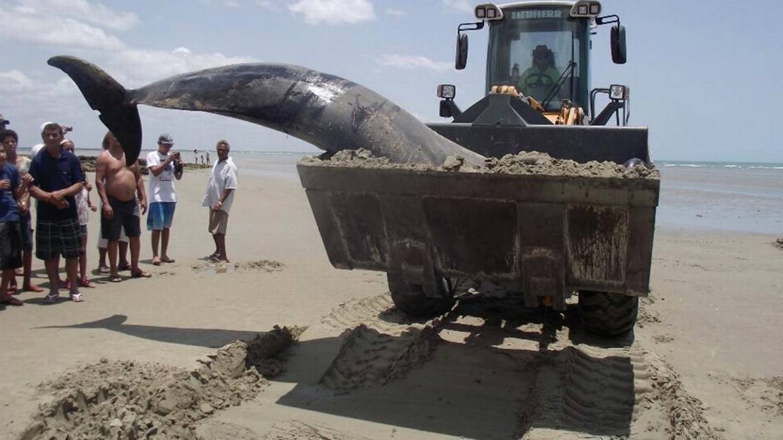 Cada diez años muere la mitad de los delfines del Amazonas