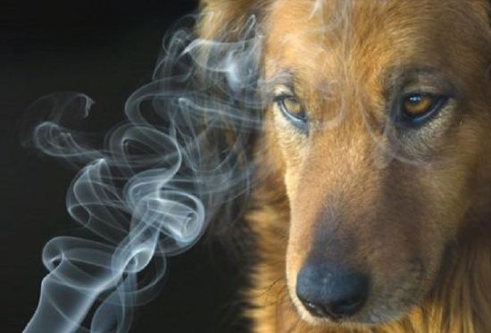 Veterinario asegura que el humo del cigarro también afecta a las mascotas