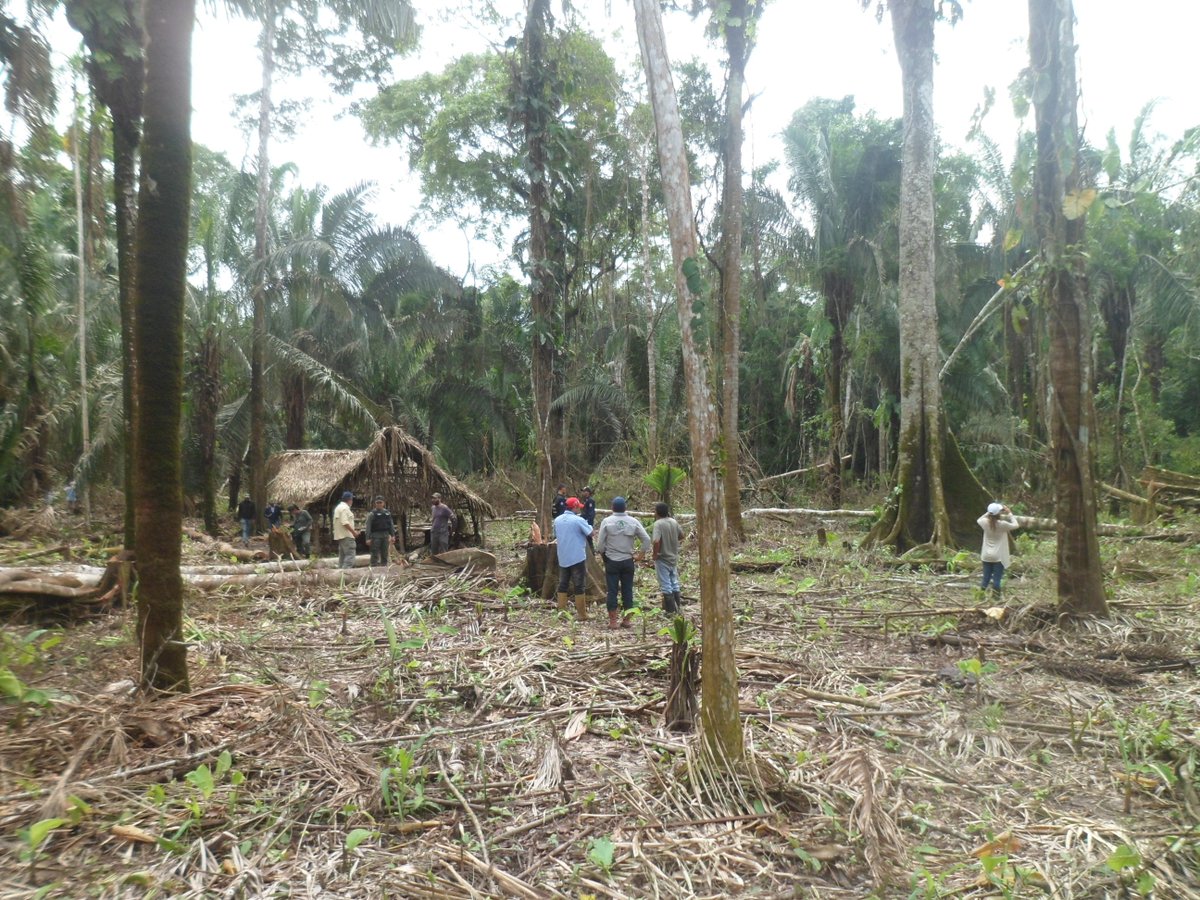 Así se encuentra la Reserva Forestal de Caparo tras invasiones (fotos y videos)