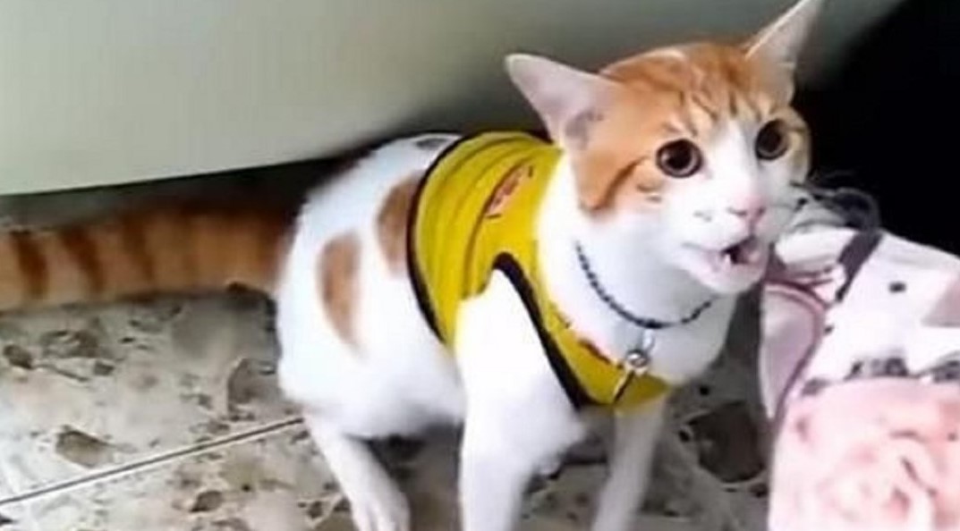 Furor por el gato que grita los goles de Colombia en el Mundial (Video)