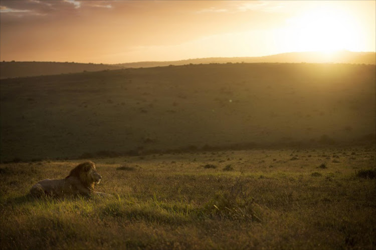 Tres cazadores son devorados por una manada de leones en Sudáfrica