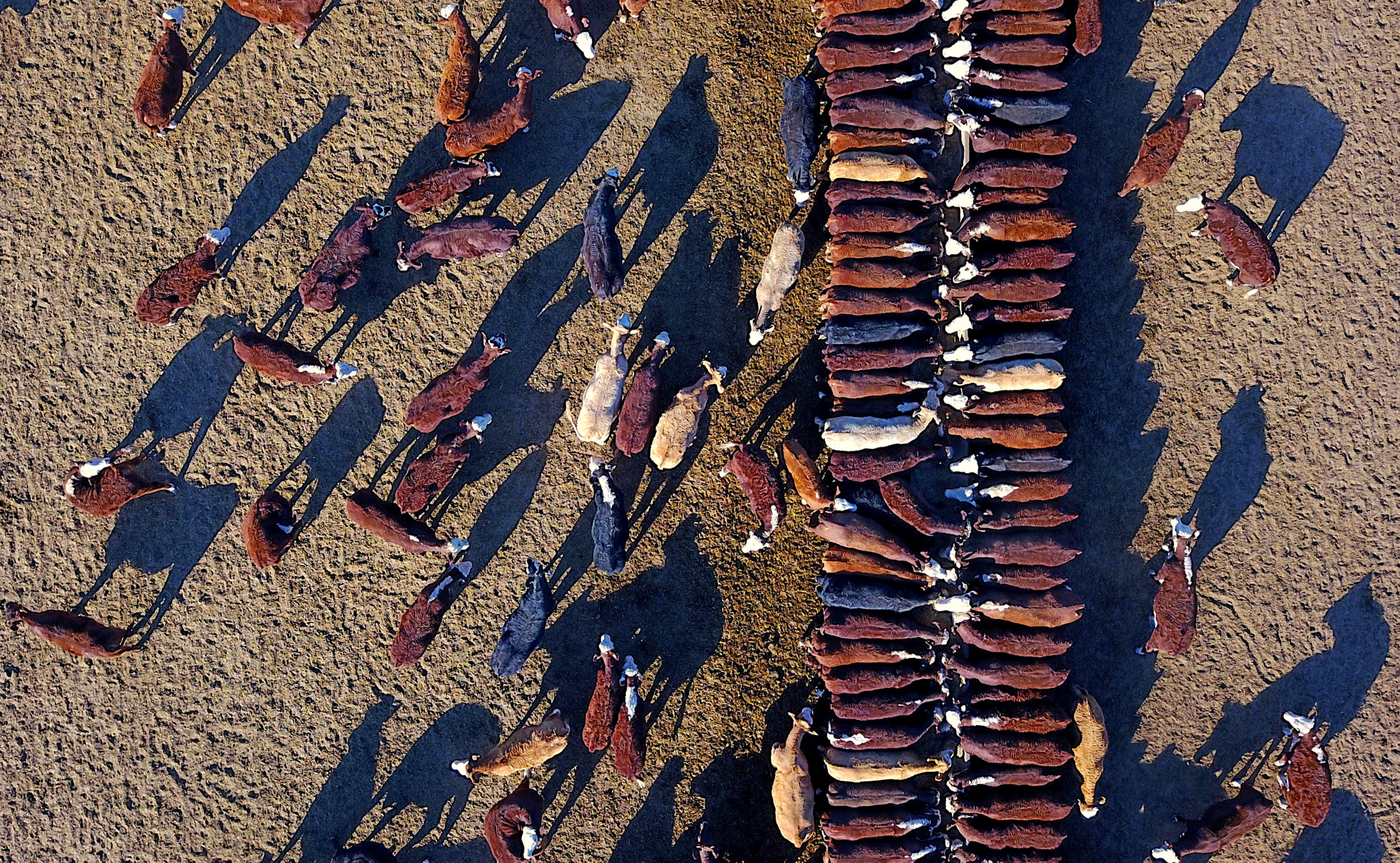 Los ganaderos australianos enfrentan la peor sequía en más de 50 años (Fotos)