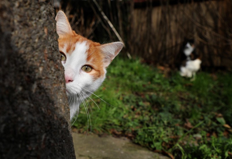 Aaww! Theo es nombrado Gato Británico del Año tras salvar la vida de su dueña