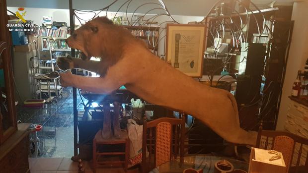 Española intentó vender un león de África disecado