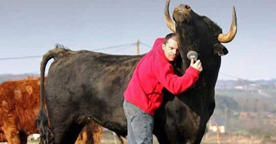 Joven francés cría a un toro de corrida como mascota (Video)