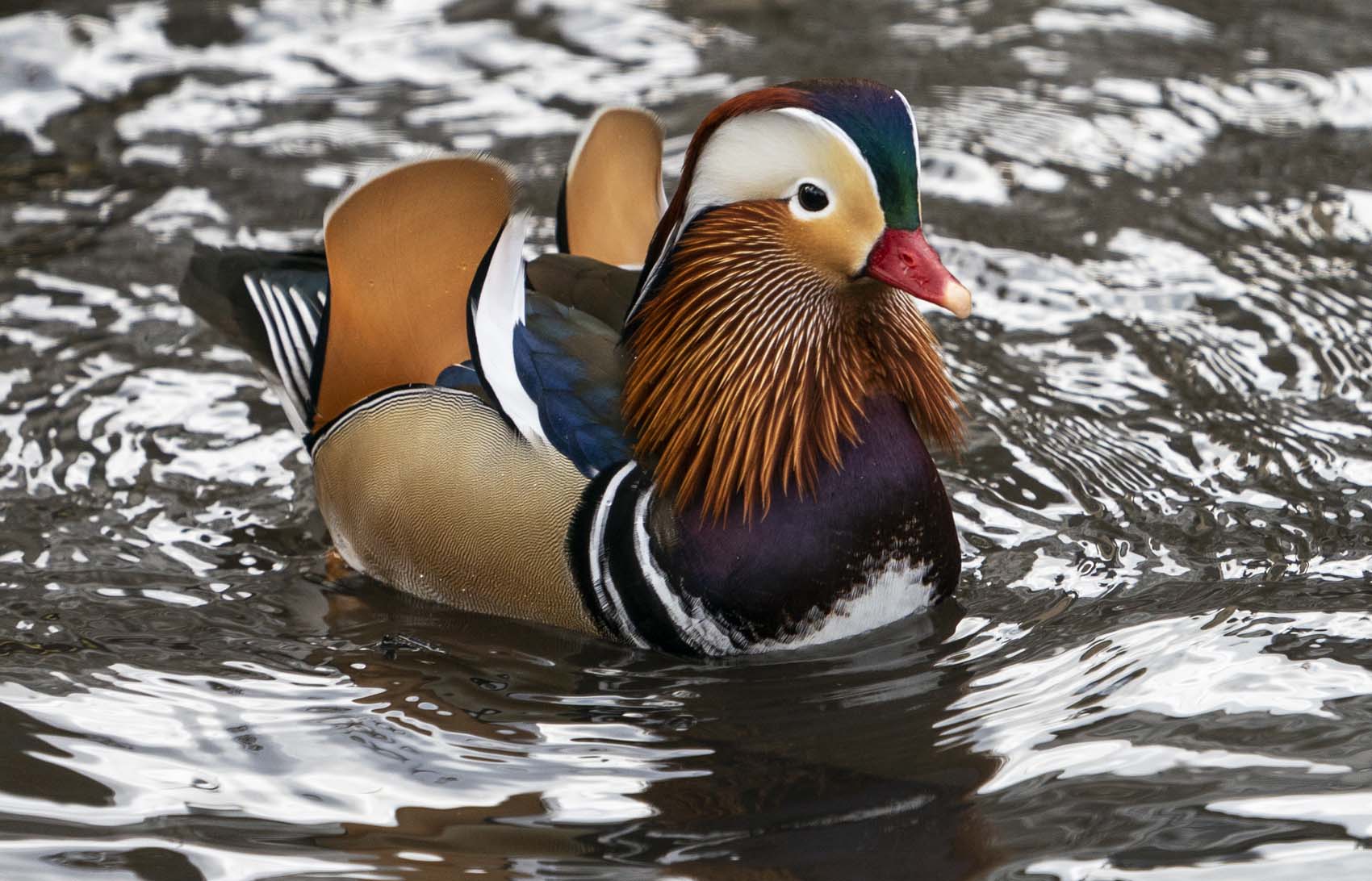 Un pato mandarín aparece en el Central Park de Nueva York y nadie sabe cómo llegó allí (fotos)