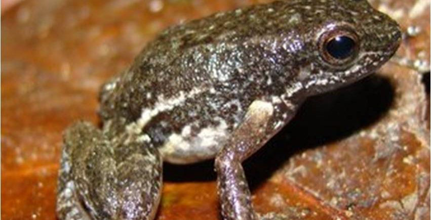 Descubren nueva especie de sapo miniatura en Yaracuy