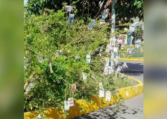 Estas navidades decoran los árboles con billetes del viejo cono monetario (FOTO)