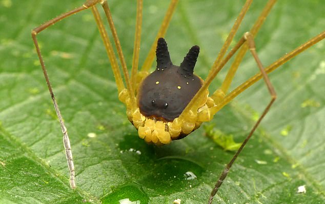 Con la “araña cabeza e’ perro” jamás podrás volver a dormir en paz (FOTOS)