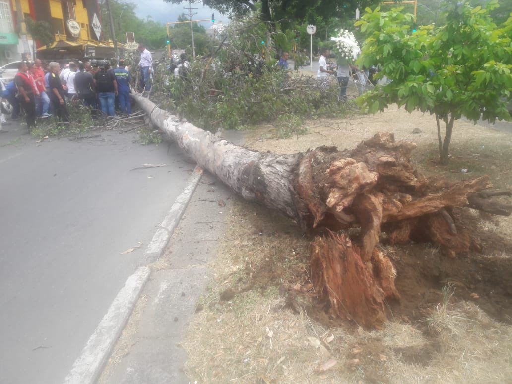 Viral: Revelan video del momento exacto en que árbol cayó encima de motociclista y lo mató