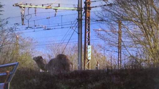 Un dromedario que se escapó del circo bloquea los trenes en la periferia de París