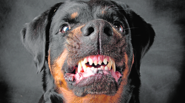 Muere el anciano al que tres perros rottweiler mutilaron en Madrid