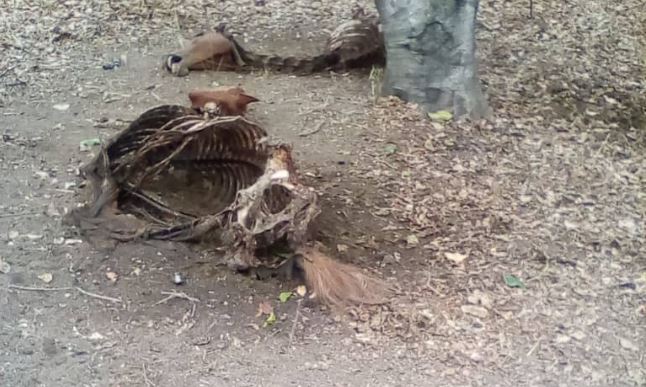 ¡Desgarrador! Descuartizan a dos yeguas de la facultad de veterinaria de la UCV en Maracay (Imágenes Fuertes)