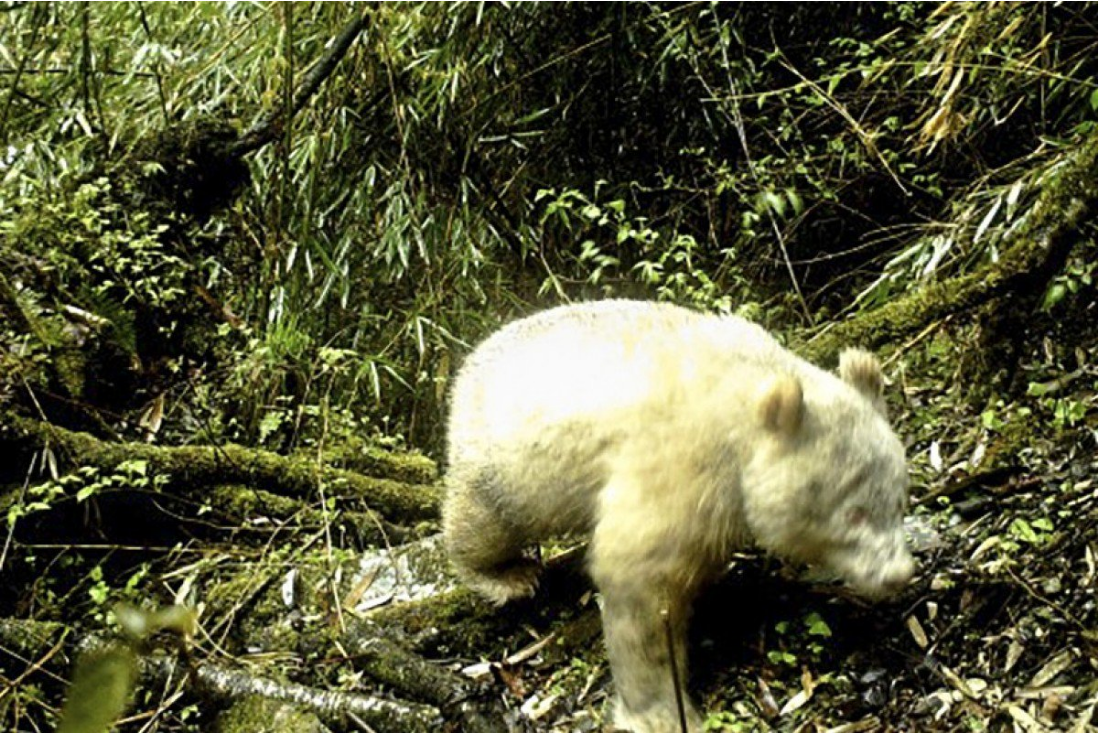 Captan por primera vez un raro panda gigante albino en China (Fotos)