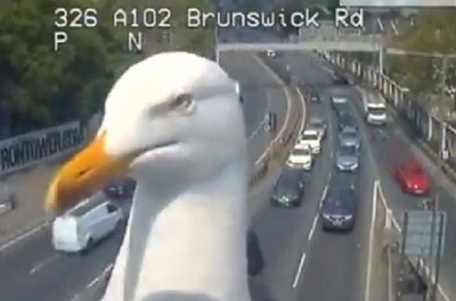 A esta gaviota le gusta figurar y se hace una selfie en plena vía (Video)