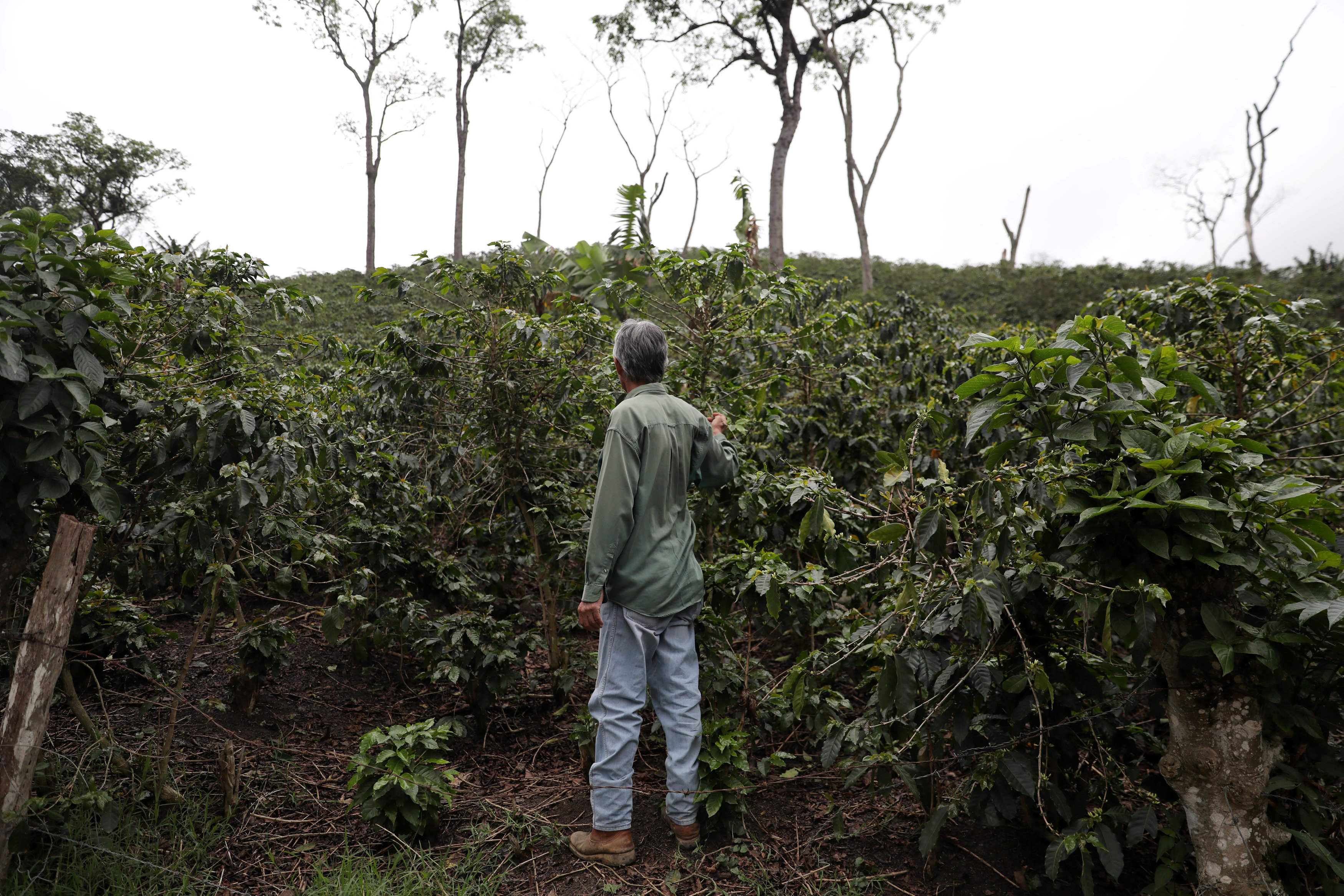 Del sector cafetalero venezolano solo quedan escombros