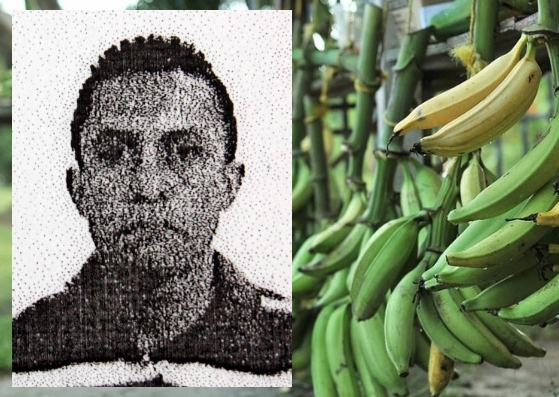 platanos