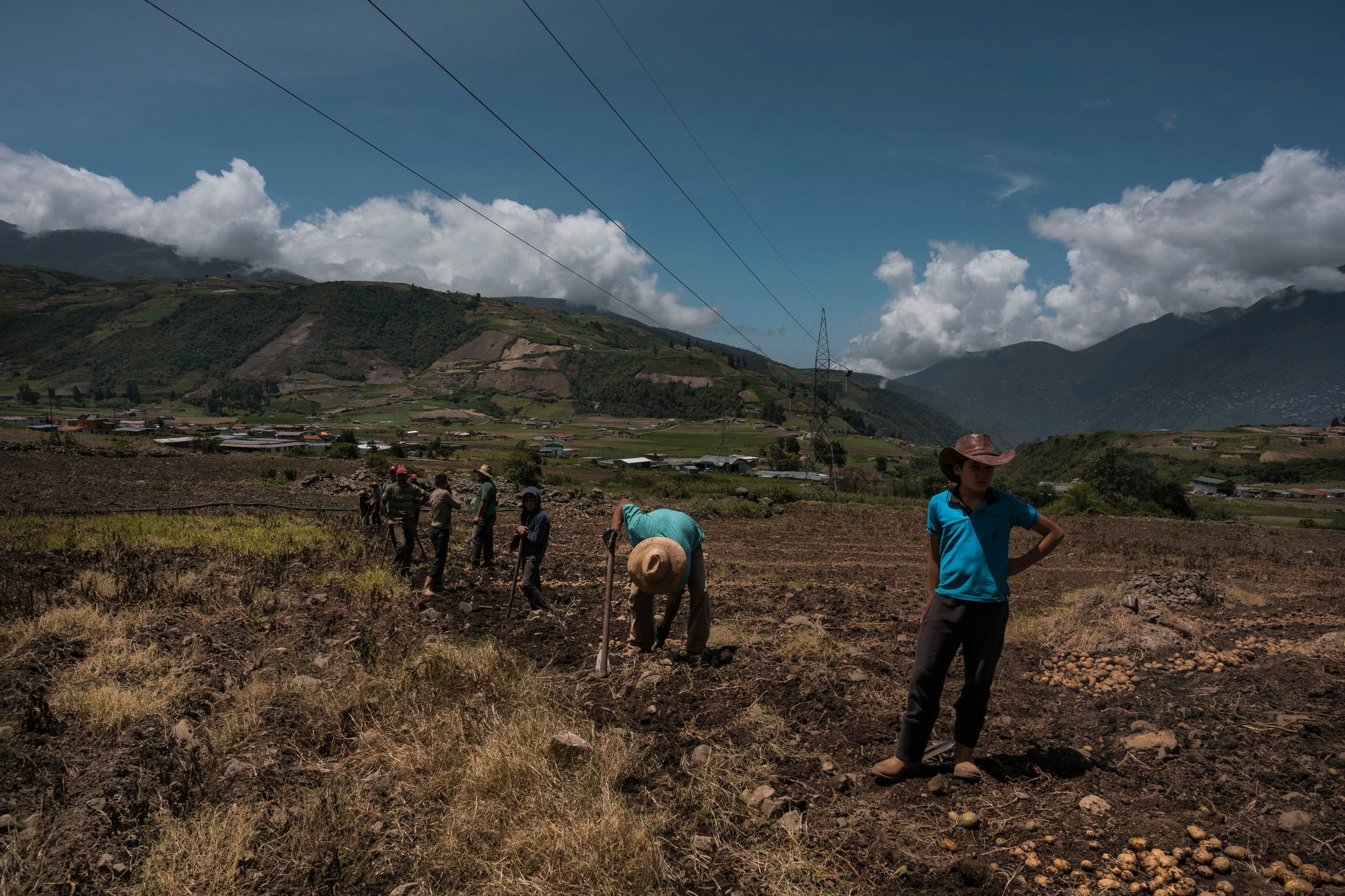 Producción de papa en Venezuela cayó un 33% en los últimos tres años