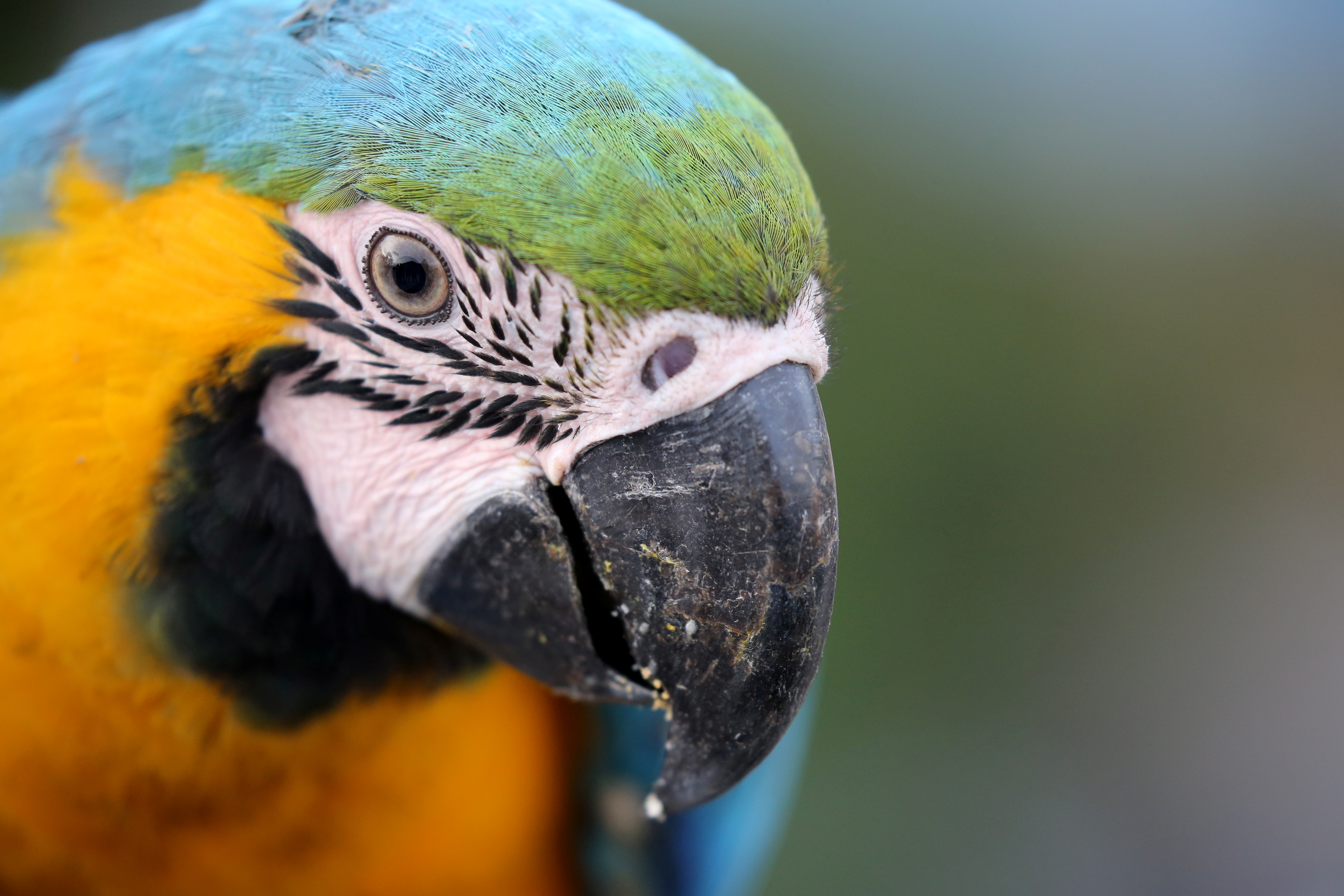 Hombre encarcelado tras confusión por una guacamaya ya se encuentra con su familia (VIDEO)