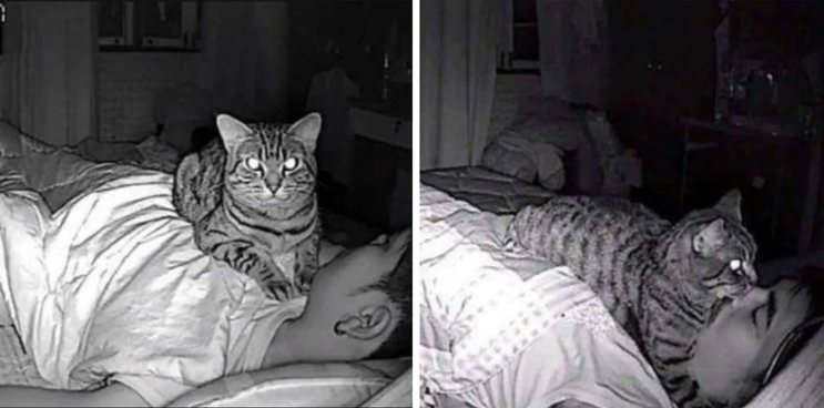 ¡Ah, ok! Tenía problemas para dormir y descubrió que su gato lo “asfixiaba” en las noches