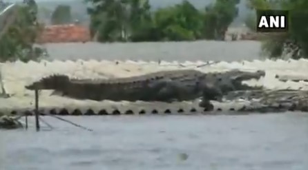 Cocodrilo GIGANTE descansa sobre el techo de una casa inundada en Indonesia (Video)