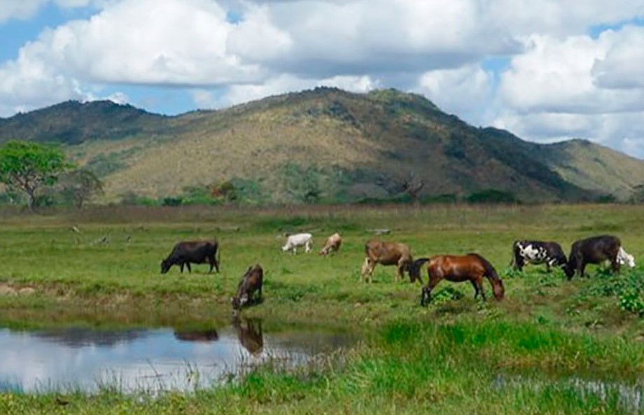 Ganaderos de Upata denuncian acoso por parte del Instituto Nacional de Tierras