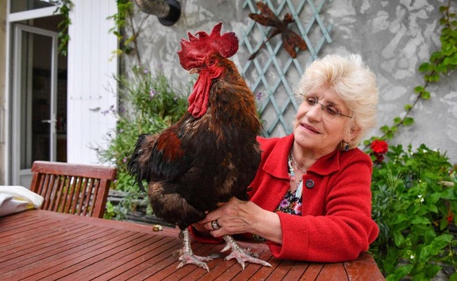 El gallo Maurice le “ganó” el juicio a sus vecinos: Podrá seguir cantando