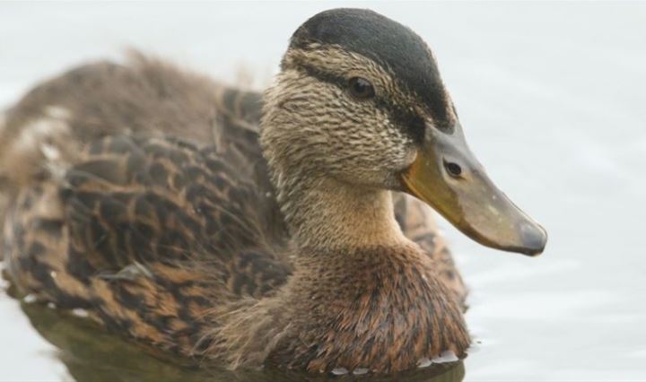 ¡VIRAL! Un pato que se ríe como humano es lo mejor que verás hoy (VIDEO)