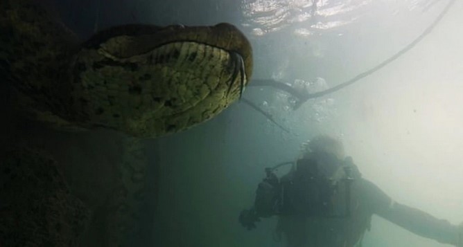 ¡Increíble! Dos buzos logran filmar una gran anaconda de 7 metros en Brasil (Video)