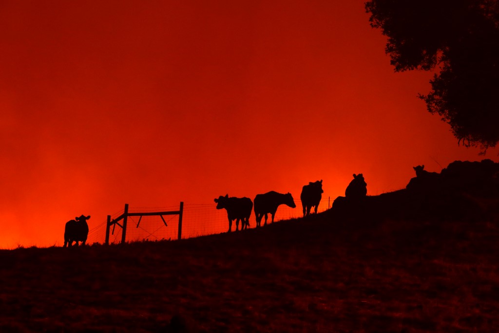 “¡No me rindo!”: Pueblo de California arrasado por el fuego se reconstruye