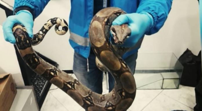 ¡Escalofriante! Una boa constrictor de tres metros se pasea por las calles de Sídney