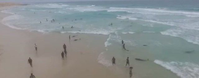 Delfines mueres en Cabo Verde por contaminación. Imagen Captura.