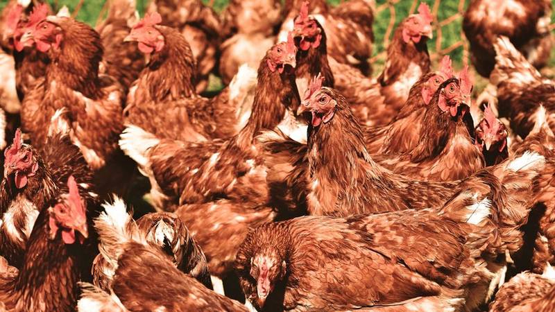 Las gallinas se sonrojan por sus emociones, revela un estudio