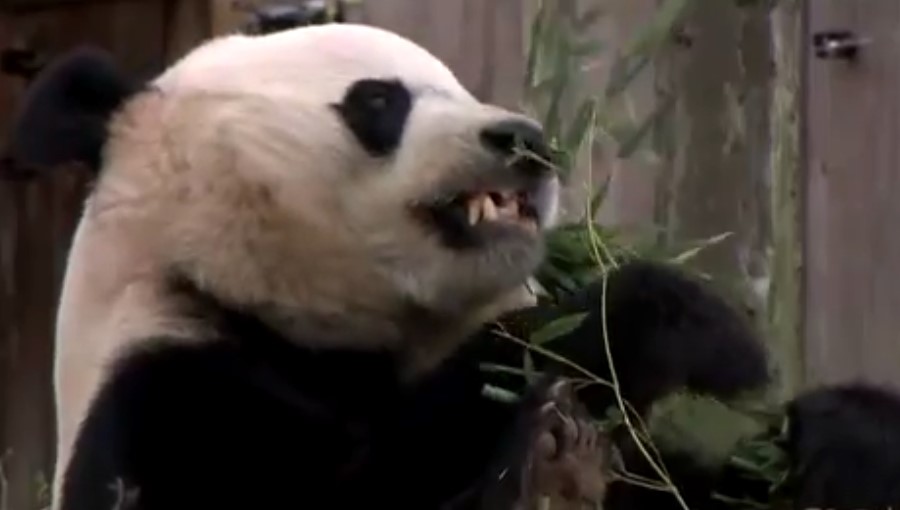 Bye bye Bei Bei: Washington dice adiós a su amado panda