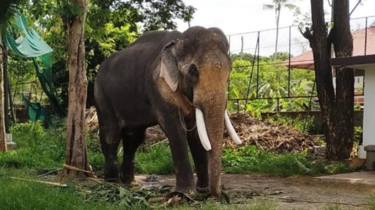 Una mujer y su bebé murieron pisoteados por un elefante en Zimbabue