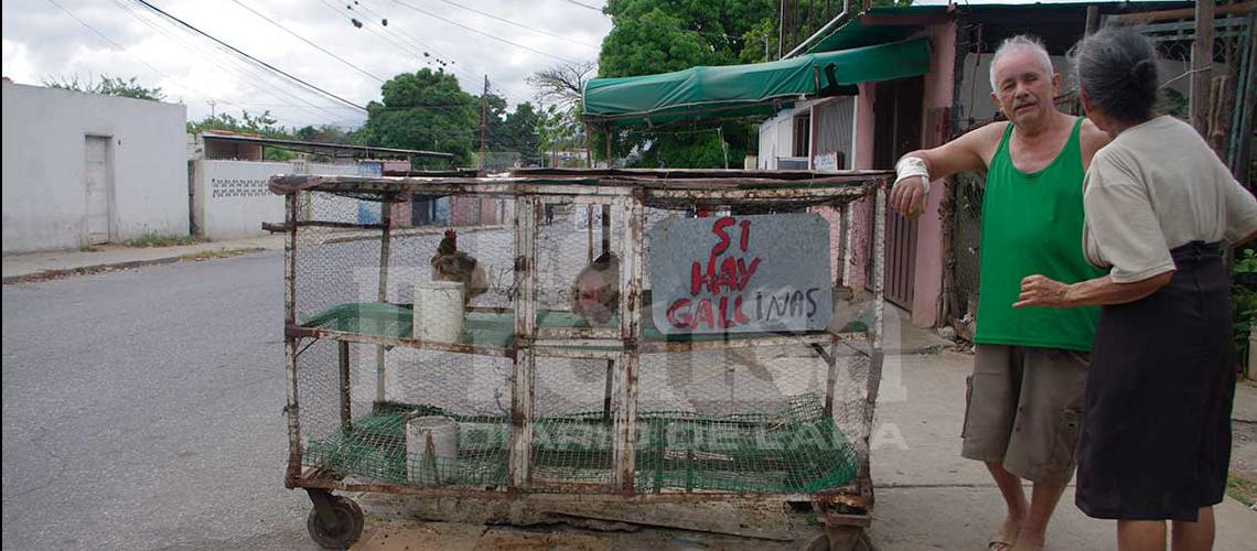 Viva o muerta: Guaros prefieren gallina por alto precio del pollo