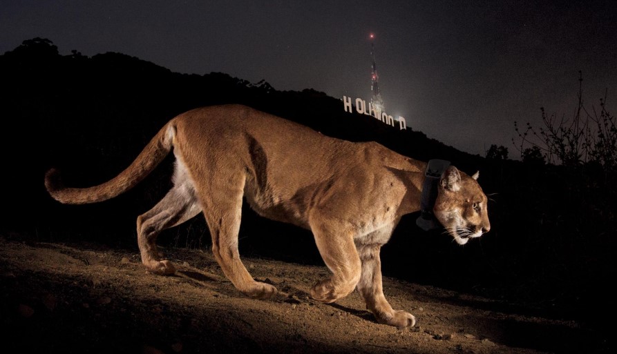 Estas son las fotografías más impresionantes de la década para National Geographic