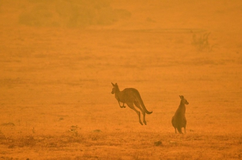 Los incendios en Australia se multiplican con 200 focos activos y 23 víctimas (FOTOS)