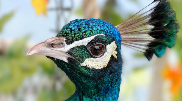 Adiós a los pavos reales en las calles de Miami