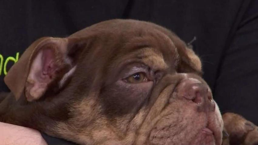 Cachorro dejado en la estación de bomberos después de ser robado de la tienda de Pembroke Pines