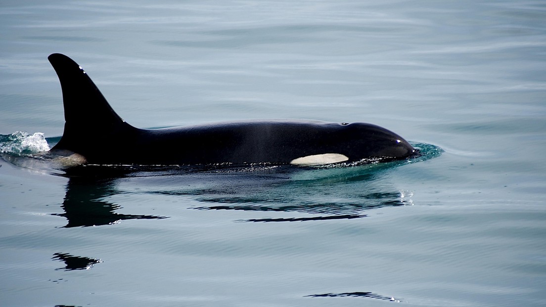 VIDEO: Orcas rodearon a un monstruoso tiburón blanco para atacarlo