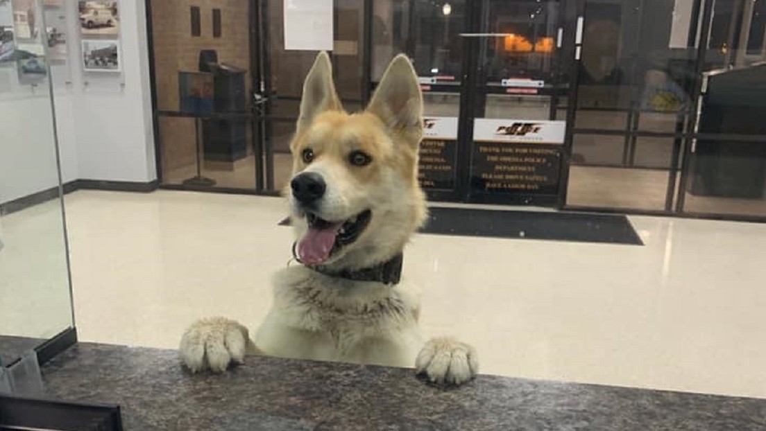 ¡Qué tierno! Perrito acudió a una comisaría de policía para reportarse como extraviado (Fotos)