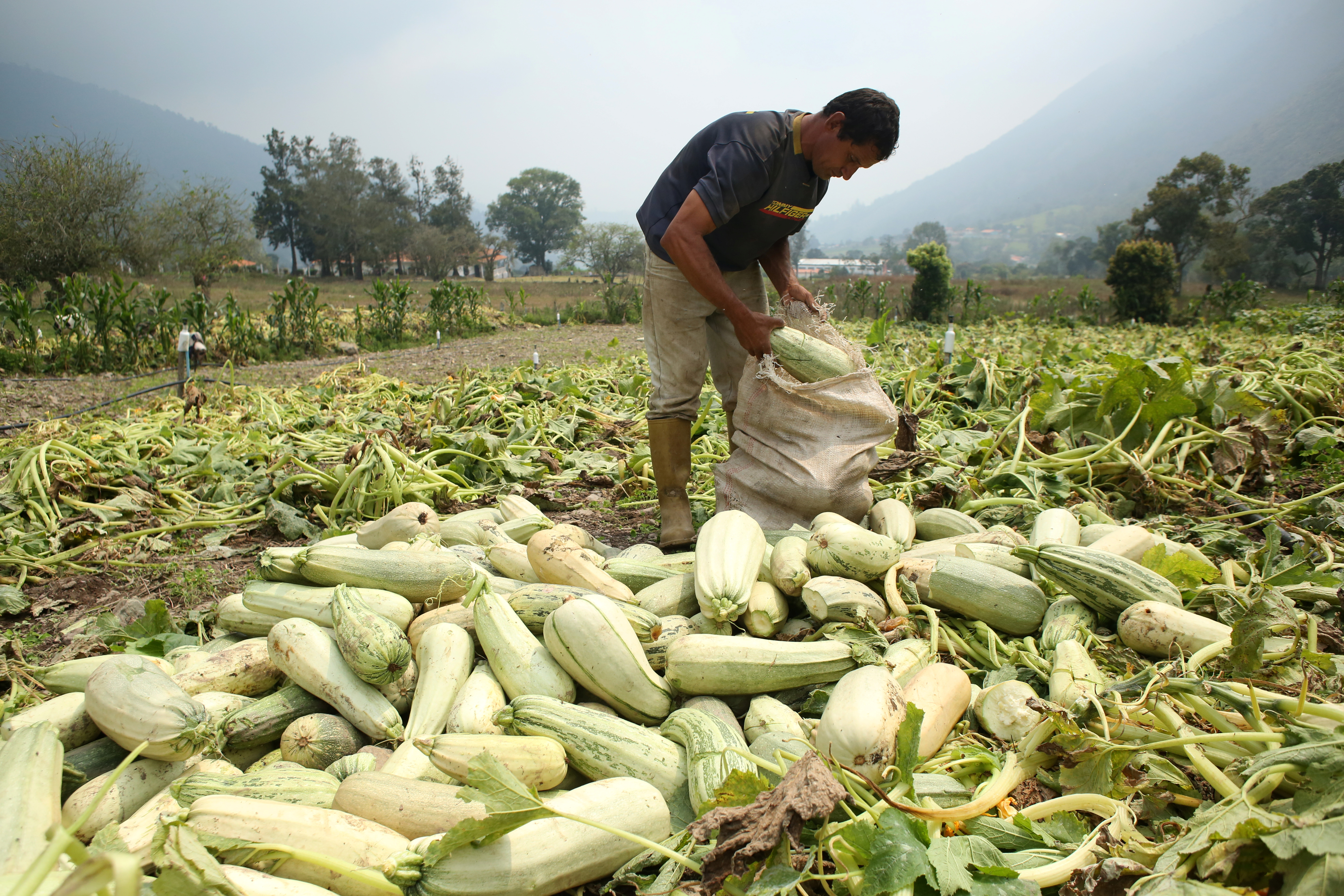 Fedeagro: Escasamente atendemos el 20% de la demanda