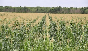 Producción agropecuaria en Machiques casi paralizada por escasez de combustible