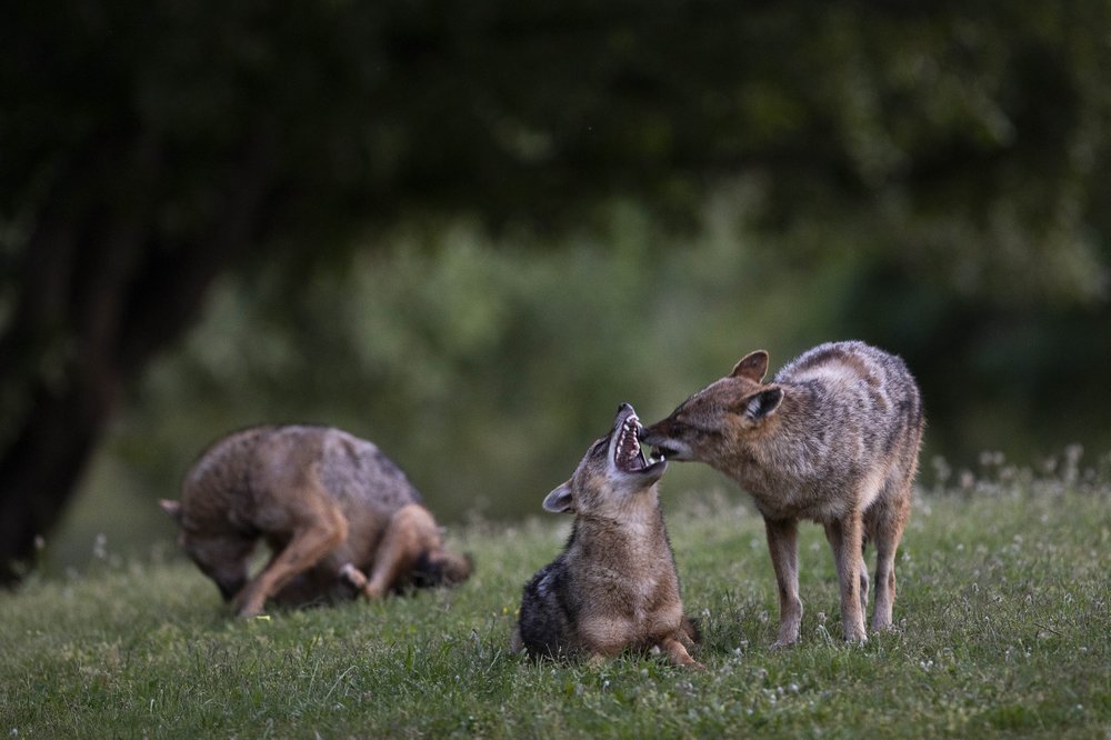 Chacales se apoderaron de un parque desierto por la cuarentena en Tel Aviv (Fotos)