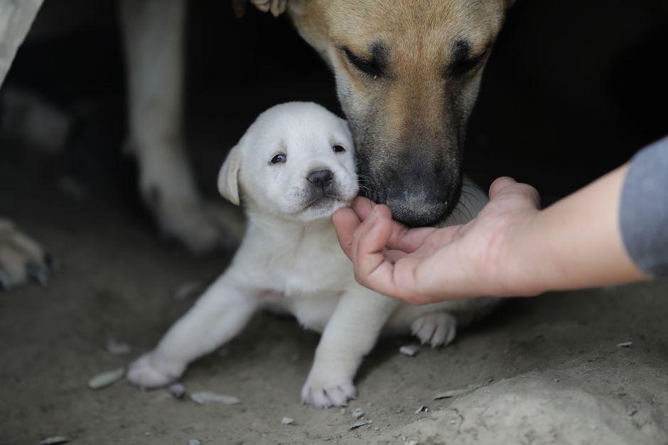 Recibe 3 meses de cerveza gratis si adoptas un perro durante la cuarentena en Nueva York