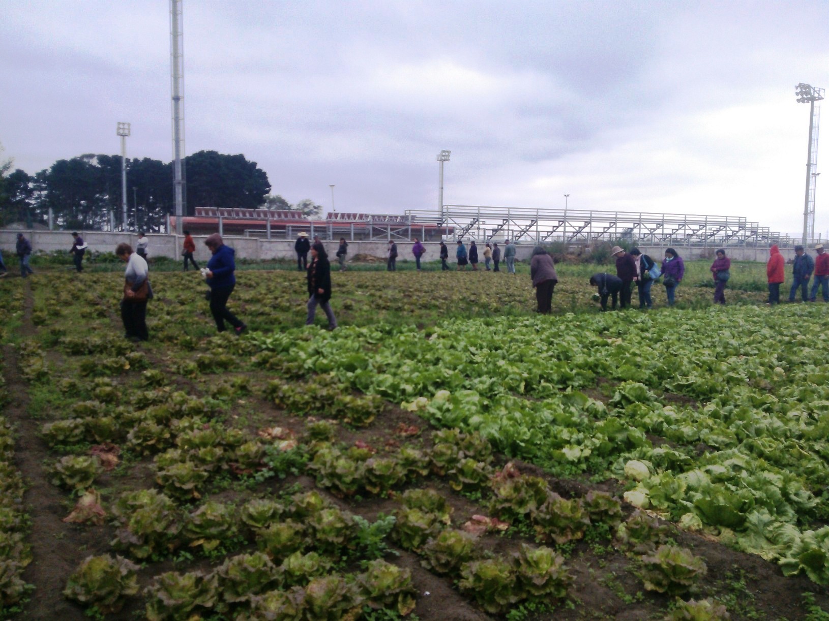 La lucha por las compras ante el coronavirus perjudica a los agricultores de Florida