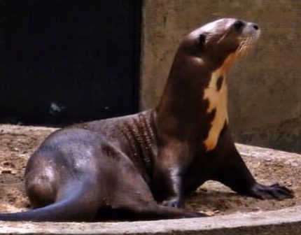 Murió Kaliope, el perro de agua del Parque del Este